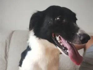 Cachorro raça SRD-ViraLata idade 1 ano nome Gohan
