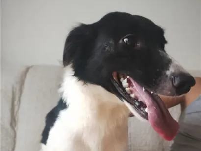 Cachorro raça SRD-ViraLata idade 1 ano nome Gohan