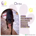 Oreo