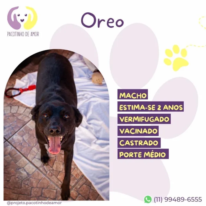 Cachorro raça SRD-ViraLata idade 2 anos nome Oreo