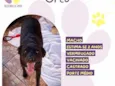 Oreo