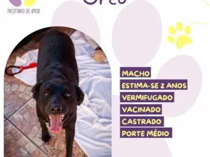 Cachorro raça SRD-ViraLata idade 2 anos nome Oreo