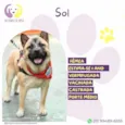 Sol