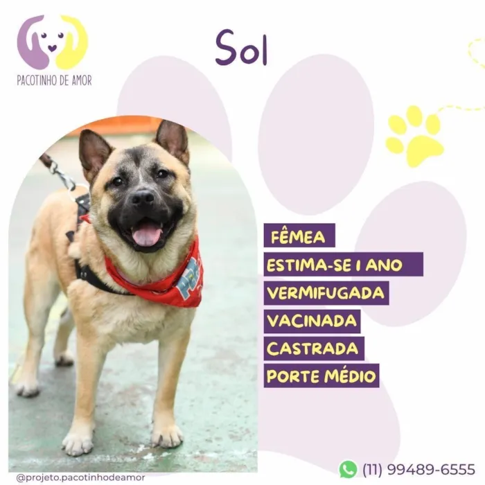 Cachorro raça SRD-ViraLata idade 1 ano nome Sol