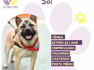 Cachorro raça SRD-ViraLata idade 1 ano nome Sol