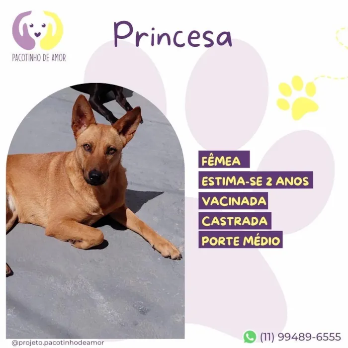 Cachorro raça SRD-ViraLata idade 2 anos nome Princesa