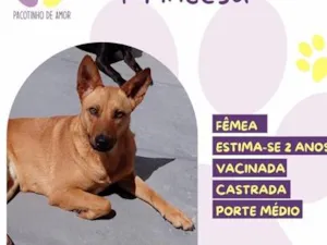 Cachorro raça SRD-ViraLata idade 2 anos nome Princesa