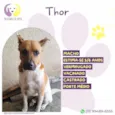 Thor