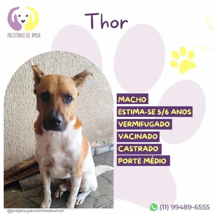 Cachorro raça SRD-ViraLata idade 6 ou mais anos nome Thor