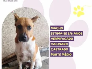 Cachorro raça SRD-ViraLata idade 6 ou mais anos nome Thor