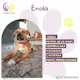 Enola