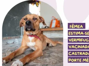 Cachorro raça SRD-ViraLata idade 2 anos nome Enola