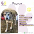 Paçoca
