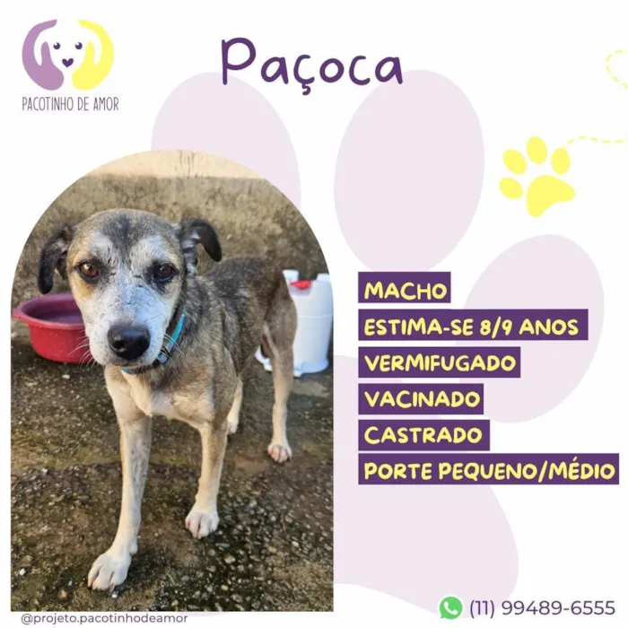 Cachorro raça SRD-ViraLata idade 6 ou mais anos nome Paçoca