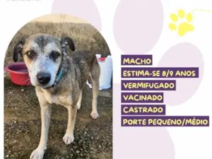 Cachorro raça SRD-ViraLata idade 6 ou mais anos nome Paçoca