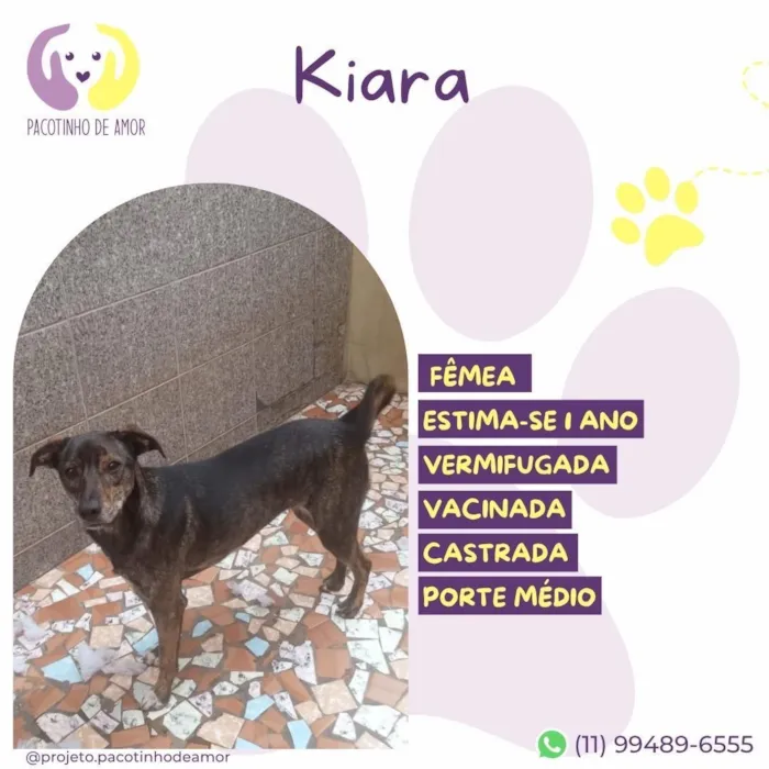 Cachorro raça SRD-ViraLata idade 1 ano nome Kiara