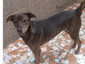 Cachorro raça SRD-ViraLata idade 1 ano nome Kiara