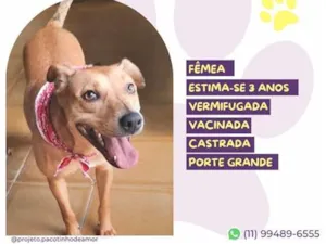 Cachorro raça SRD-ViraLata idade 3 anos nome Clarinha