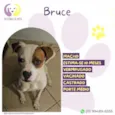 Bruce