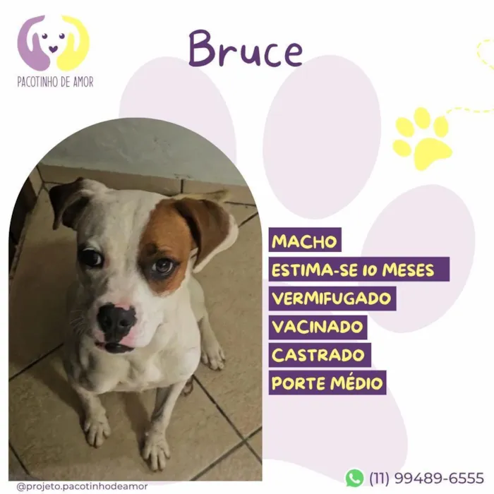 Cachorro raça SRD-ViraLata idade 7 a 11 meses nome Bruce