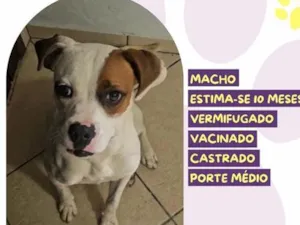 Cachorro raça SRD-ViraLata idade 7 a 11 meses nome Bruce