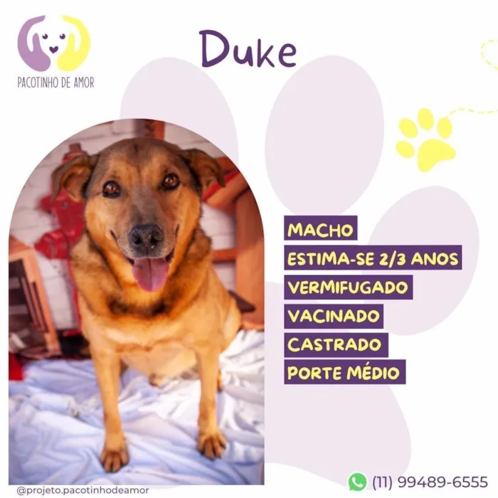 Cachorro raça SRD-ViraLata idade 3 anos nome Duke
