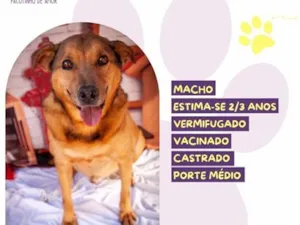 Cachorro raça SRD-ViraLata idade 3 anos nome Duke