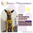 Bento 