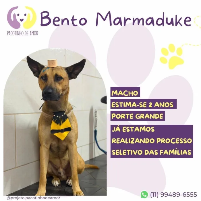 Cachorro raça SRD-ViraLata idade 2 anos nome Bento 