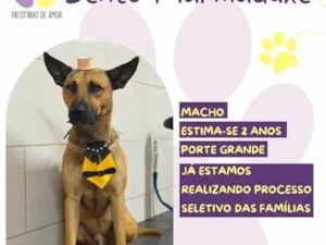 Cachorro raça SRD-ViraLata idade 2 anos nome Bento 