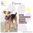 Pipoca
