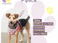 Pipoca