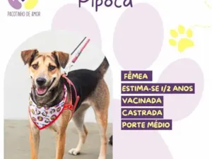 Cachorro raça SRD-ViraLata idade 2 anos nome Pipoca