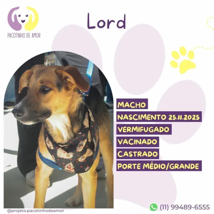 Cachorro raça SRD-ViraLata idade 7 a 11 meses nome Lord