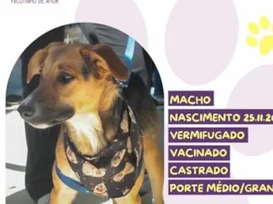 Cachorro raça SRD-ViraLata idade 7 a 11 meses nome Lord