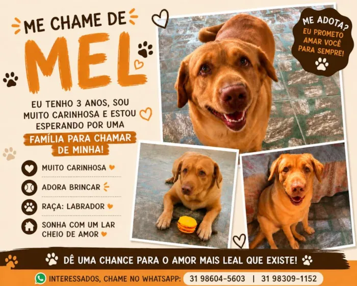 Cachorro raça Labrador idade 3 anos nome Mel