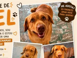 Cachorro raça Labrador idade 3 anos nome Mel