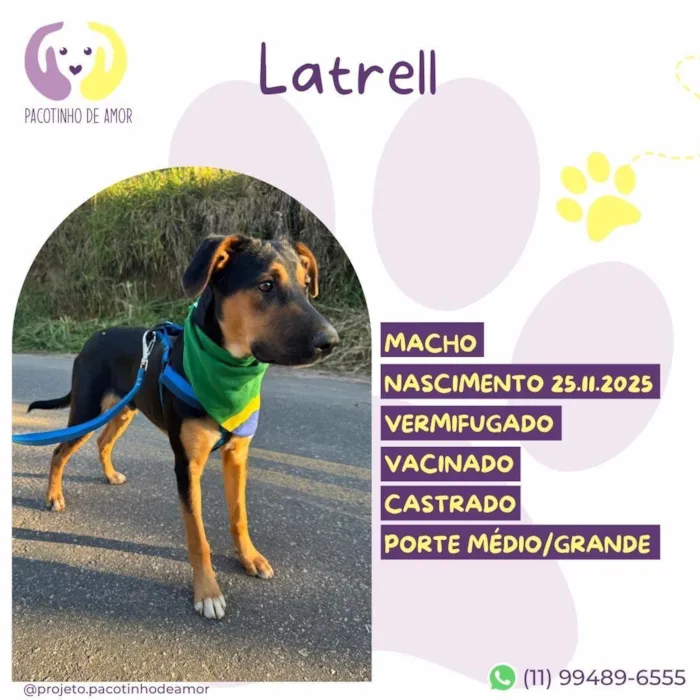 Cachorro raça SRD-ViraLata idade 7 a 11 meses nome Latrell