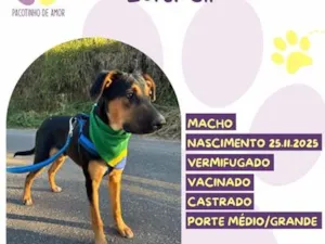 Cachorro raça SRD-ViraLata idade 7 a 11 meses nome Latrell