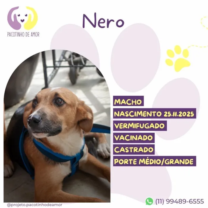 Cachorro raça SRD-ViraLata idade 7 a 11 meses nome Nero
