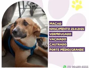 Cachorro raça SRD-ViraLata idade 7 a 11 meses nome Nero