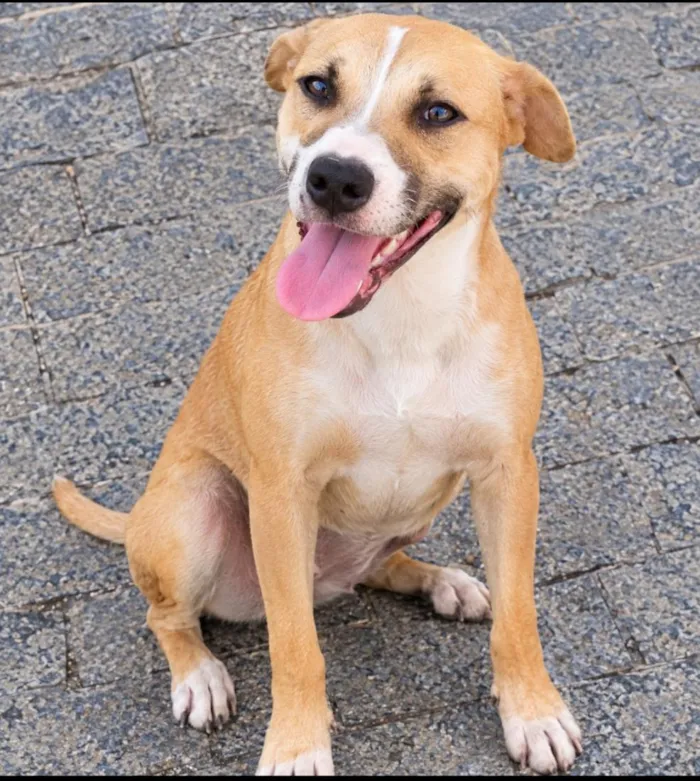 Cachorro raça SRD-ViraLata idade 2 anos nome Hana 