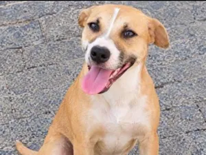 Cachorro raça SRD-ViraLata idade 2 anos nome Hana 
