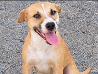 Cachorro raça SRD-ViraLata idade 2 anos nome Hana 