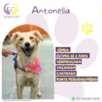 Antonella