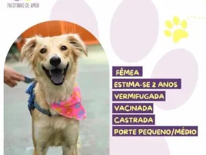 Cachorro raça SRD-ViraLata idade 2 anos nome Antonella