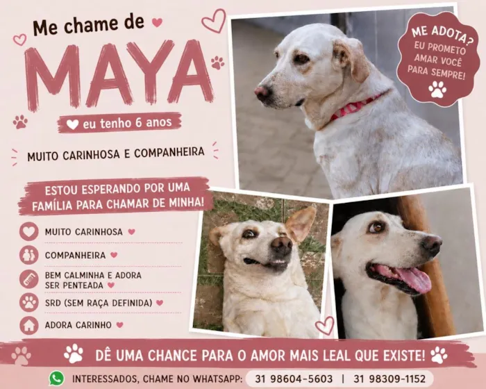 Cachorro raça SRD-ViraLata idade 6 ou mais anos nome Maya