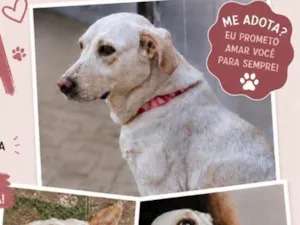 Cachorro raça SRD-ViraLata idade 6 ou mais anos nome Maya