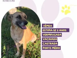 Cachorro raça SRD-ViraLata idade 3 anos nome Flora