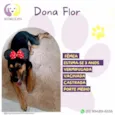 Dona Flor